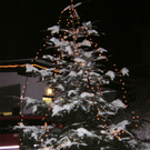 FF-Reute9Baum_jpg-1291664766