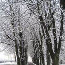 Winter am See _25__jpg-1292190391