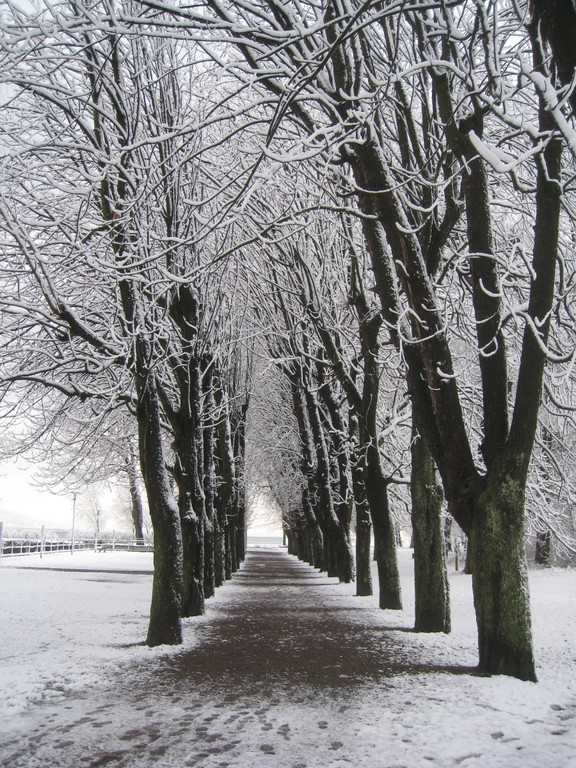 Winter am See _25__jpg-1292190391
