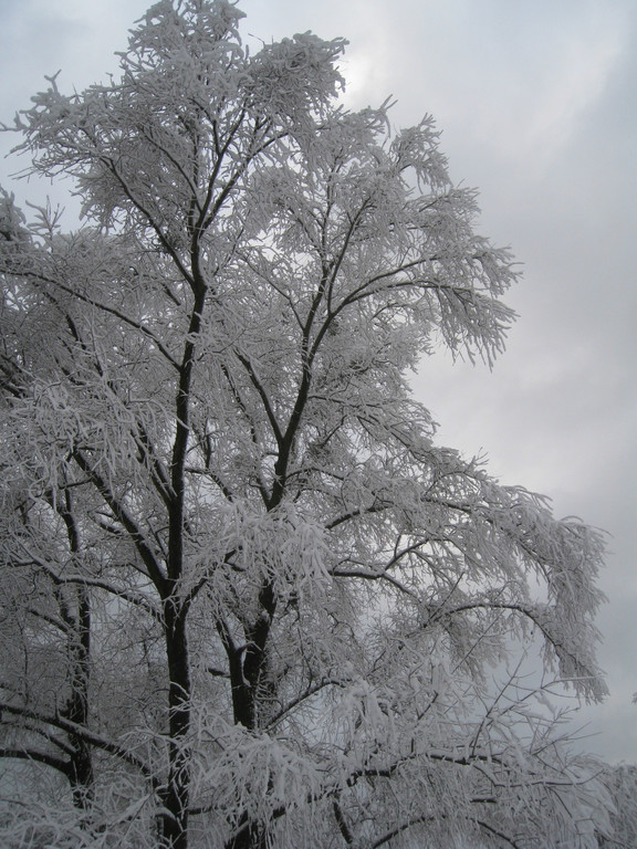 Winter am See _23__jpg-1292190356