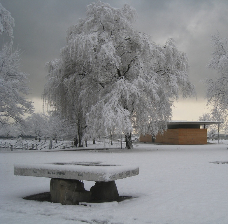Winter am See _18__jpg-1292190276