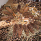 Schloss Hofener Advent 2009 _3__jpg-1292194222