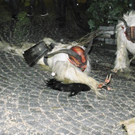 normal_12122010perchtengmundenpsaktivnews_004.jpg