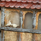 DSC00005_JPG-1292237122