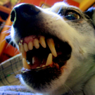 2hund.jpg