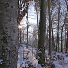 KOE_Wildpark Winter2010 6_jpg-1292511180
