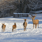 KOE_Wildpark Winter2010 3_jpg-1292511158