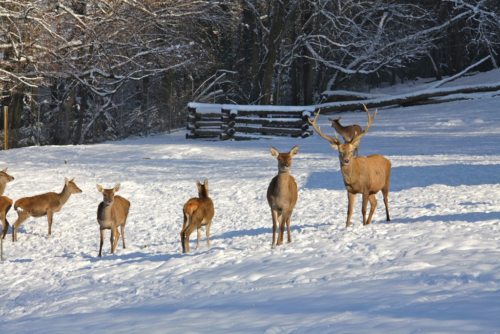 KOE_Wildpark Winter2010 3_jpg-1292511158