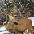 KOE_Wildpark Winter2010 4_jpg-1292511165
