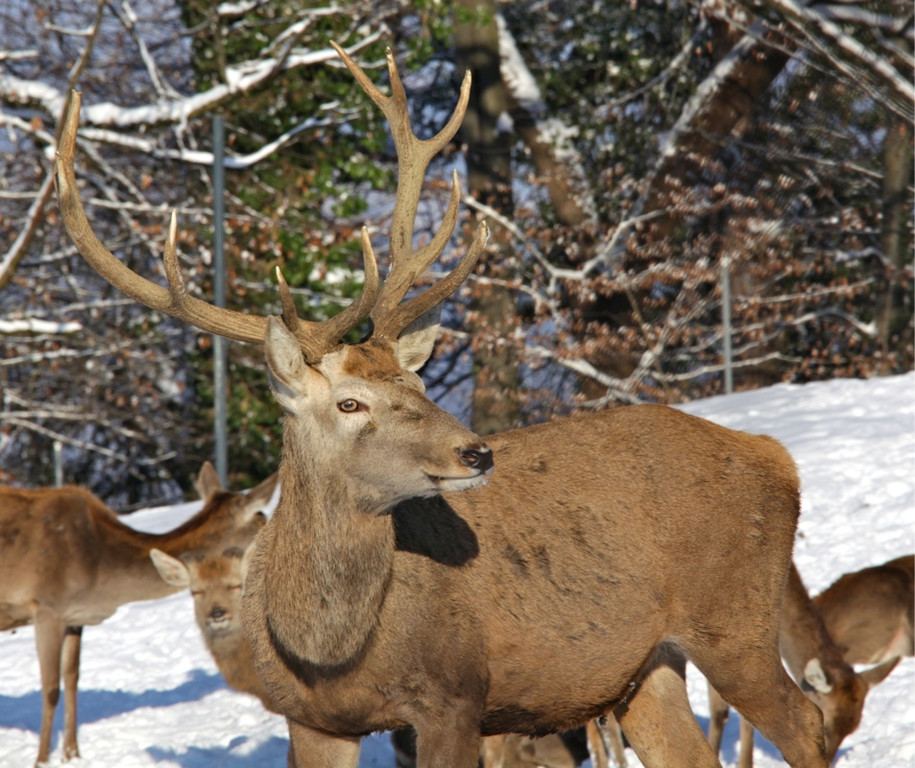 KOE_Wildpark Winter2010 4_jpg-1292511165