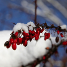 KOE_Wildpark Winter2010 5_jpg-1292511168
