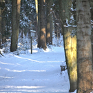KOE_Wildpark Winter2010 8_jpg-1292511193