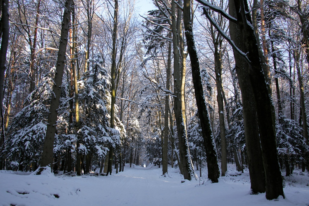 KOE_Wildpark Winter2010 9_jpg-1292511205