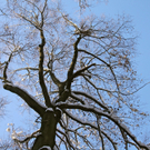 KOE_Wildpark Winter2010 14_jpg-1292511247