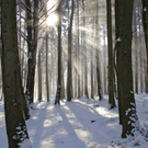 KOE_Wildpark Winter2010 16_jpg-1292511265