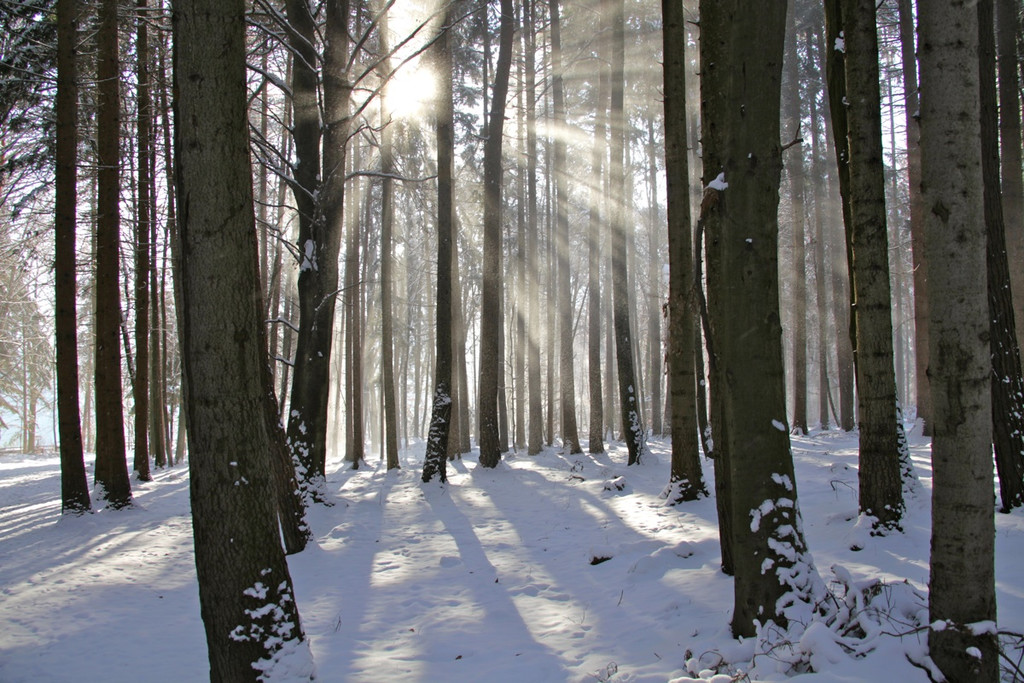 KOE_Wildpark Winter2010 16_jpg-1292511265