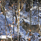 KOE_Wildpark Winter2010 20_jpg-1292511303