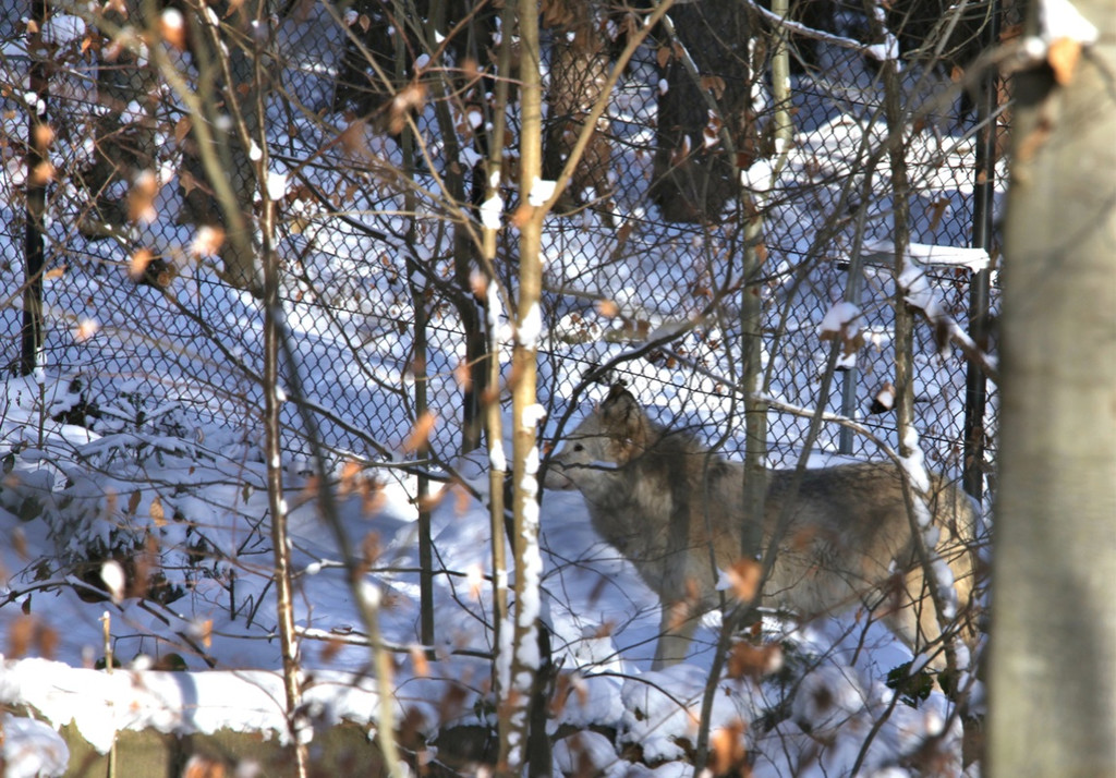 KOE_Wildpark Winter2010 20_jpg-1292511303