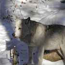 KOE_Wildpark Winter2010 21_jpg-1292511308