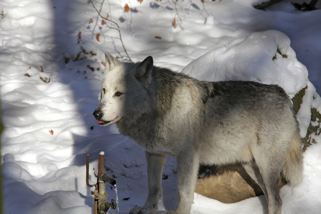KOE_Wildpark Winter2010 21_jpg-1292511308