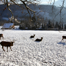 KOE_Wildpark Winter2010 23_jpg-1292511330