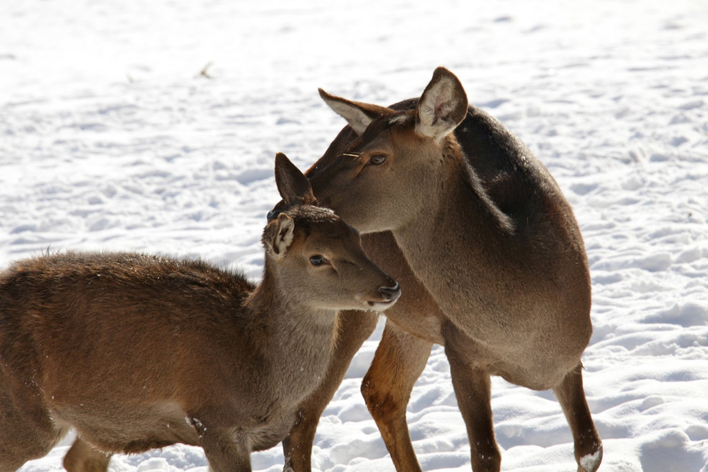 KOE_Wildpark Winter2010 24_jpg-1292511336