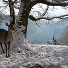 KOE_Wildpark Winter2010 26_jpg-1292511356