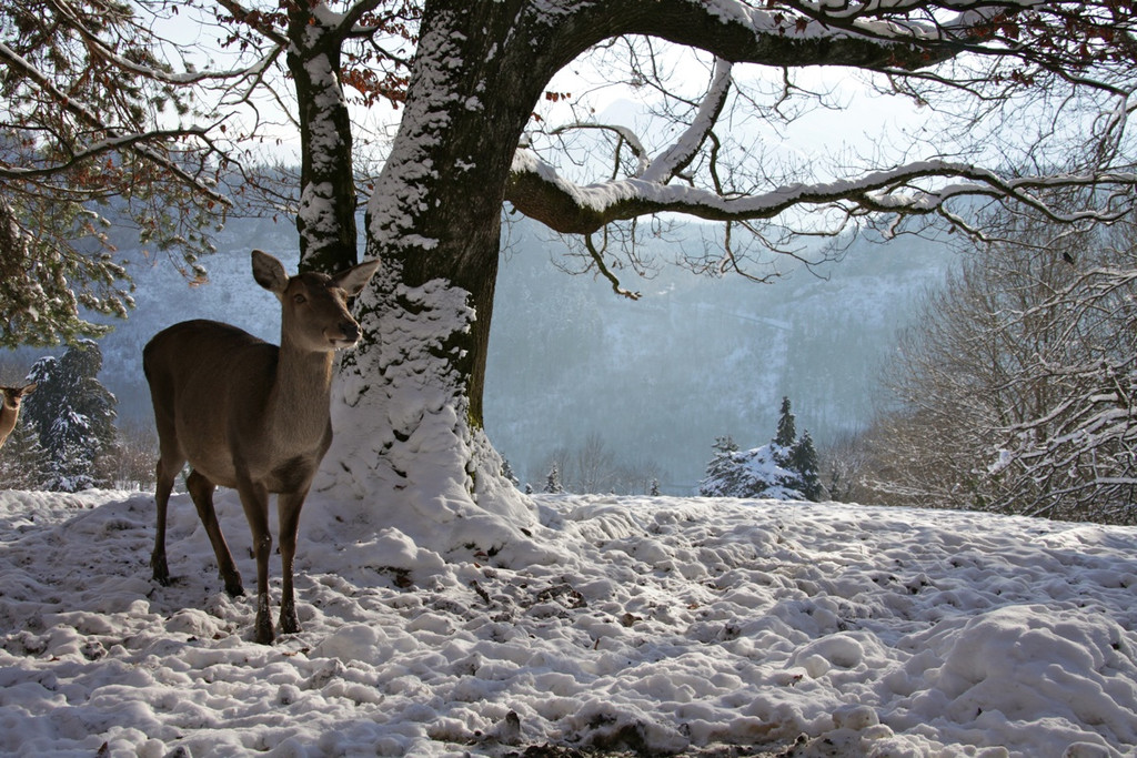KOE_Wildpark Winter2010 26_jpg-1292511356