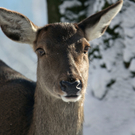KOE_Wildpark Winter2010 28_jpg-1292511366