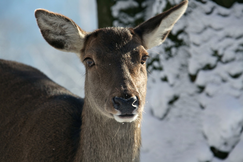 KOE_Wildpark Winter2010 28_jpg-1292511366