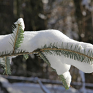 KOE_Wildpark Winter2010 31_jpg-1292511390