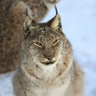 KOE_Wildpark Winter2010 32_jpg-1292511394