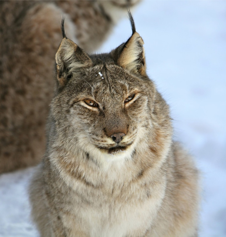 KOE_Wildpark Winter2010 32_jpg-1292511394