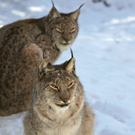 KOE_Wildpark Winter2010 33_jpg-1292511399