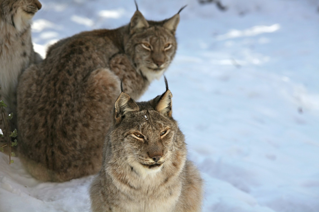 KOE_Wildpark Winter2010 33_jpg-1292511399