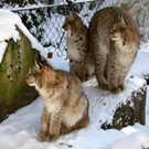 KOE_Wildpark Winter2010 35_jpg-1292511414