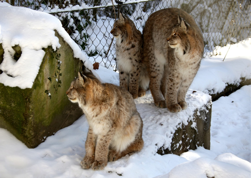 KOE_Wildpark Winter2010 35_jpg-1292511414
