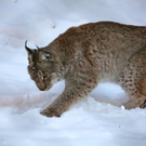 KOE_Wildpark Winter2010 36_jpg-1292511419
