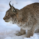 KOE_Wildpark Winter2010 37_jpg-1292511424