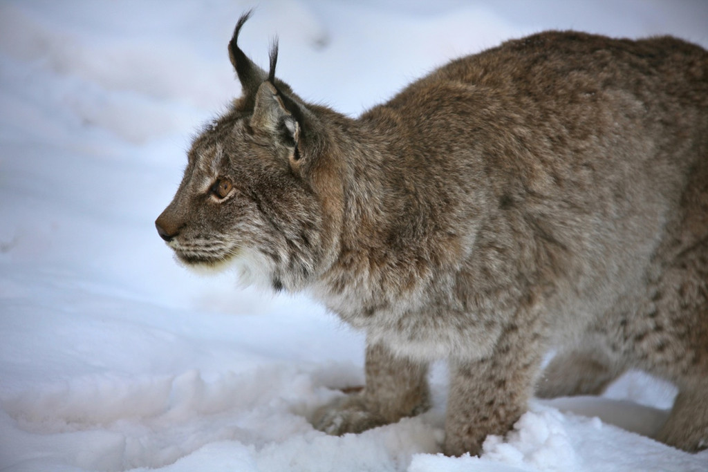KOE_Wildpark Winter2010 37_jpg-1292511424