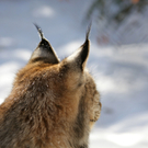 KOE_Wildpark Winter2010 38_jpg-1292511429