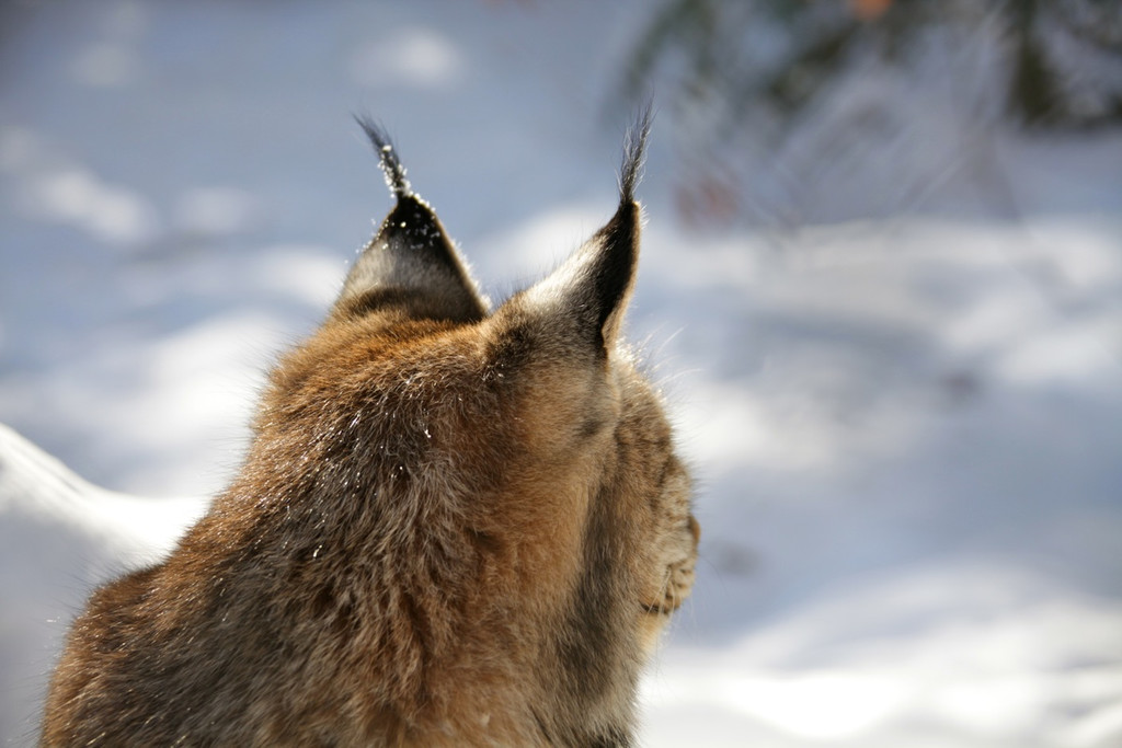 KOE_Wildpark Winter2010 38_jpg-1292511429