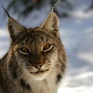 KOE_Wildpark Winter2010 39_jpg-1292511434