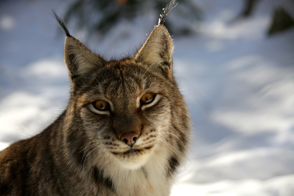 KOE_Wildpark Winter2010 39_jpg-1292511434