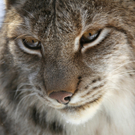 KOE_Wildpark Winter2010 40_jpg-1292511441