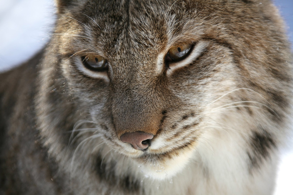 KOE_Wildpark Winter2010 40_jpg-1292511441