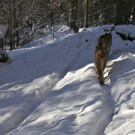 KOE_Wildpark Winter2010 41_jpg-1292511447