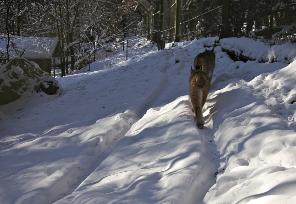 KOE_Wildpark Winter2010 41_jpg-1292511447