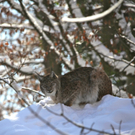KOE_Wildpark Winter2010 42_jpg-1292511453