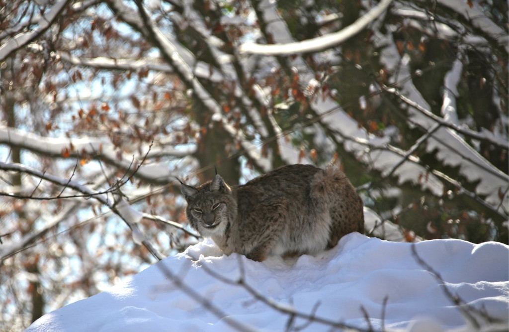 KOE_Wildpark Winter2010 42_jpg-1292511453